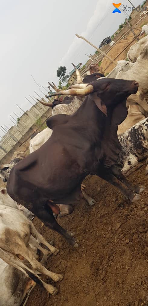 Cow